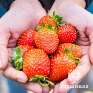 

Клубника Пегас