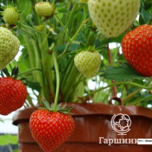 

Клубника Крымская ремонтантная сладко-земляничная малоусая