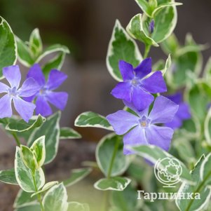 

Барвинок Аргентеовариегата большой