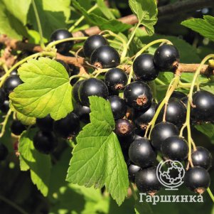 Смородина Венера черная 390₽