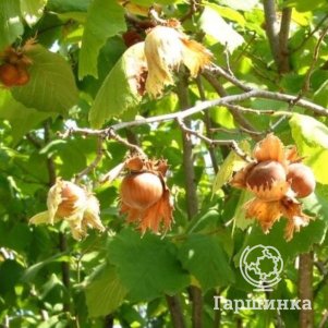 Фундук Исаевский 590₽