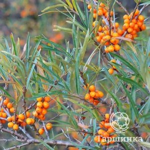 

Облепиха Самородок