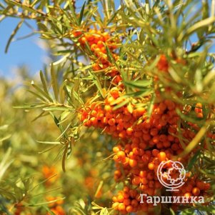 Облепиха Золотой початок 450₽