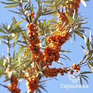 Облепиха Солнечная 450₽