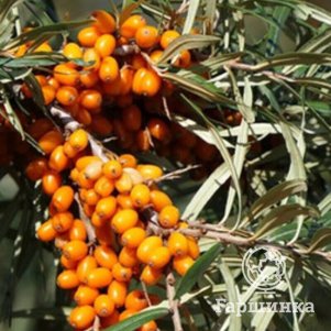 Облепиха Иня 450₽