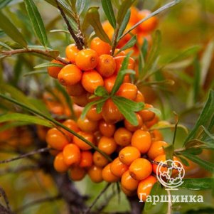 

Облепиха Эссель женская