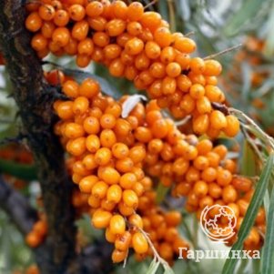 Облепиха Августина женская 450₽