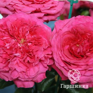 

Роза Капабилити