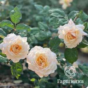 Роза Крокус Роуз