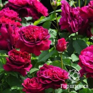 Роза Уильям Шекспир кустарниковая