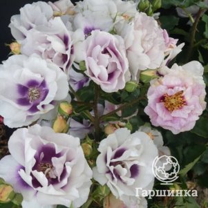 Роза Айс Фо Ю флорибунда