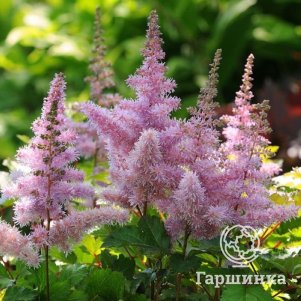 

Астильба Арендса Харт энд Соул