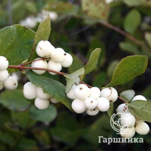 

Снежноягодник