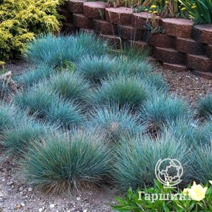 

Овсяница Бадди Блю валийская