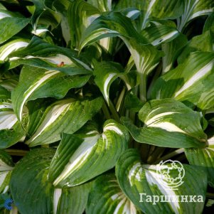 

Хоста Унивитата (S)