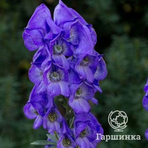 

Аконит Кармихеля Арендси