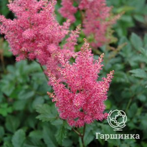 

Астильба Рейнленд японская