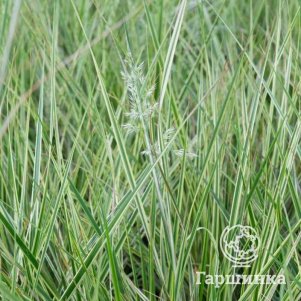 

Вейник Овердам