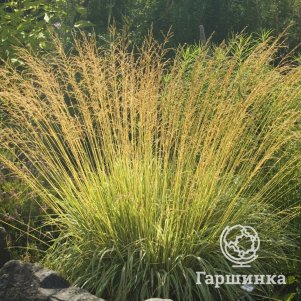 

Молиния Фонтан тростниковая