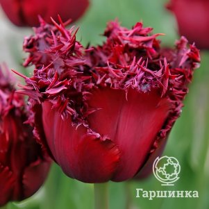 

Тюльпан Версаче бахромчатый 2шт