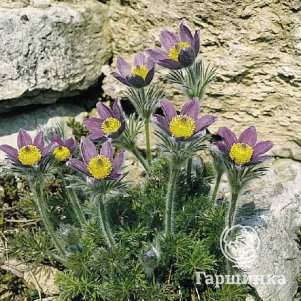 

Прострел Вельвет Беллс обыкновенный