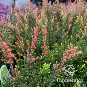 

Вереск Спринг Тач