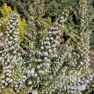 

Эрика Вейчии