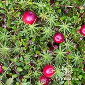 

Клюква обыкновенная