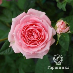 Роза Тиклд Пинк флорибунда