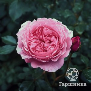 Роза Жанелли чайно-гибридная