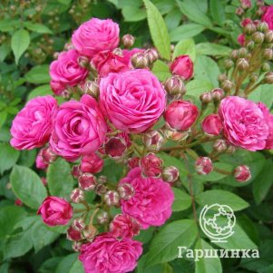 

Роза Динки мускусная