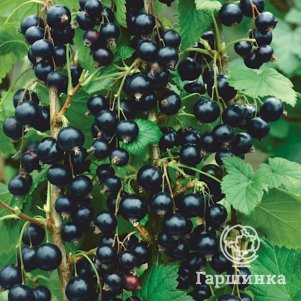 

Смородина Атлант черная (очень крупная ягода)