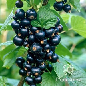 

Смородина Бен Тибен черная (крупная ягода)