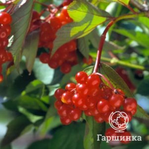 Калина Киевская садовая 450₽