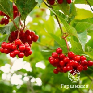 Калина Компактная садовая 450₽