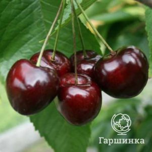 

Черешня Дайбера черная