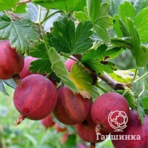 

Крыжовник Сириус малошипный