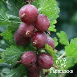 

Крыжовник Конфетный урожайный