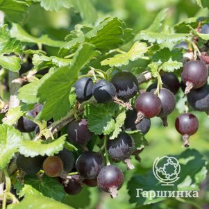 

Крыжовник Орленок ранний слабошипованный