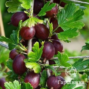 

Крыжовник Красный Триумф крупноплодный урожайный