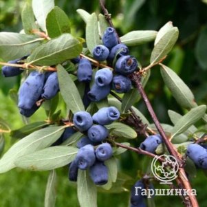 

Жимолость Сказка