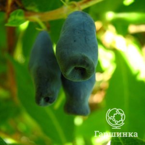 

Жимолость Лакомка