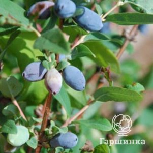 

Жимолость Золушка