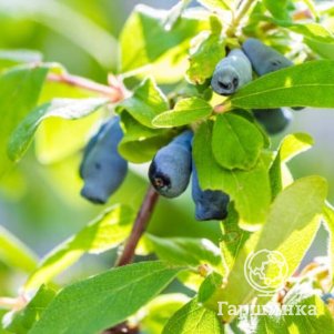 

Жимолость Мальвина