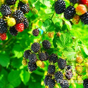 

Ежевика Киова