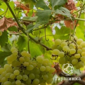 

Виноград Кристалл ранний высокоурожайный