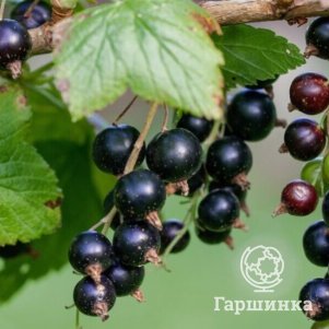 

Смородина Александрина черная