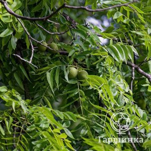 

Орех грецкий Идеал