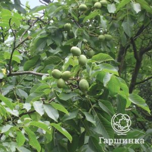 

Орех грецкий Великан