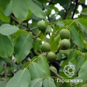 

Орех грецкий Астаховский